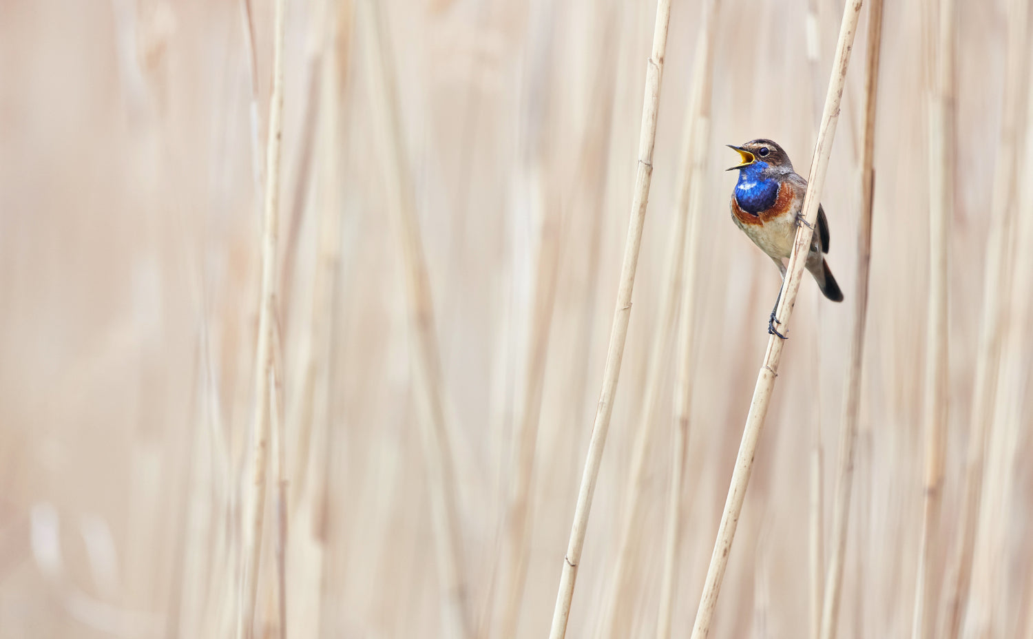 Blaukehlchen sitzt singend auf einem Ast