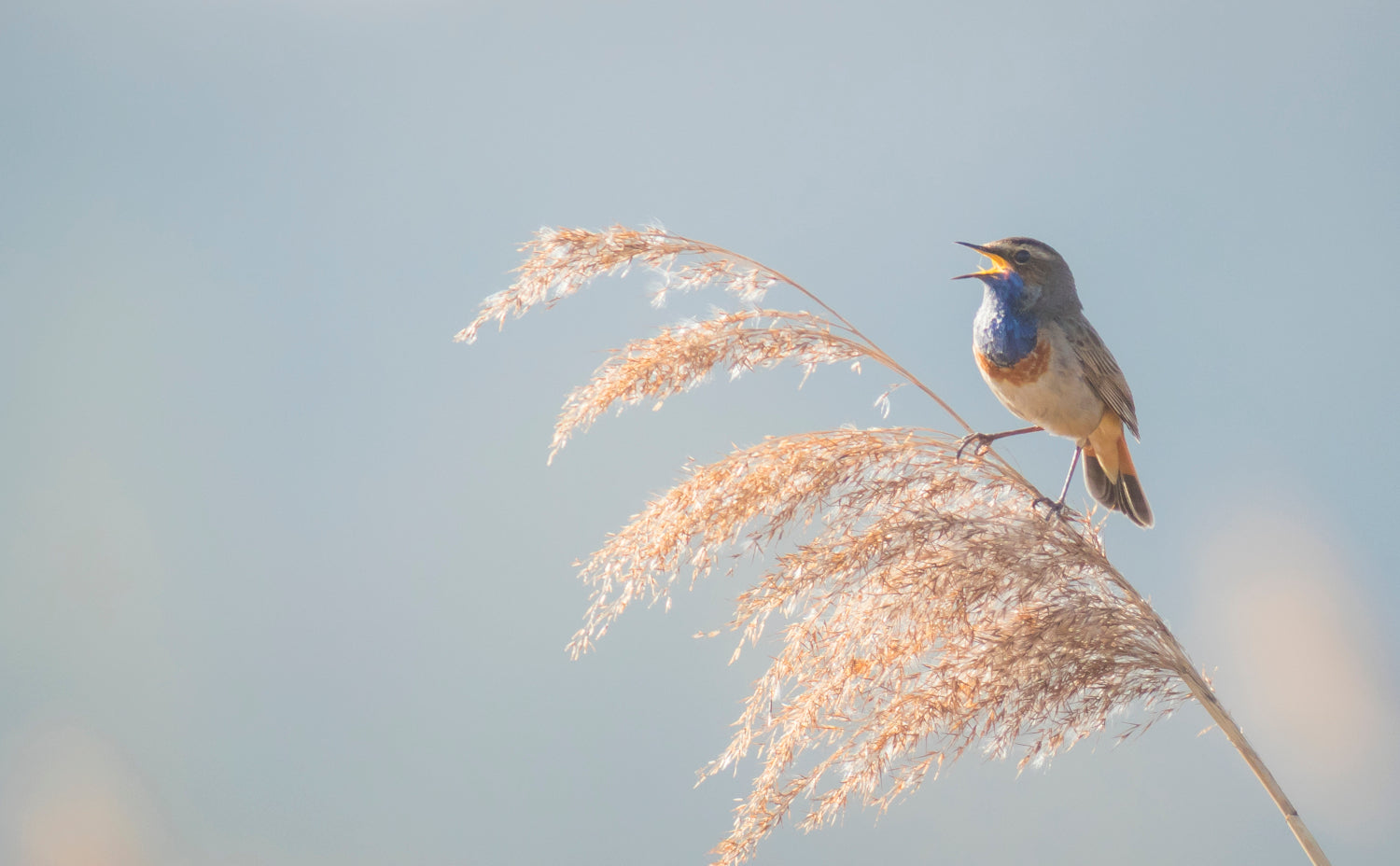 Ein Blaukehlchen beim Singen im Winter