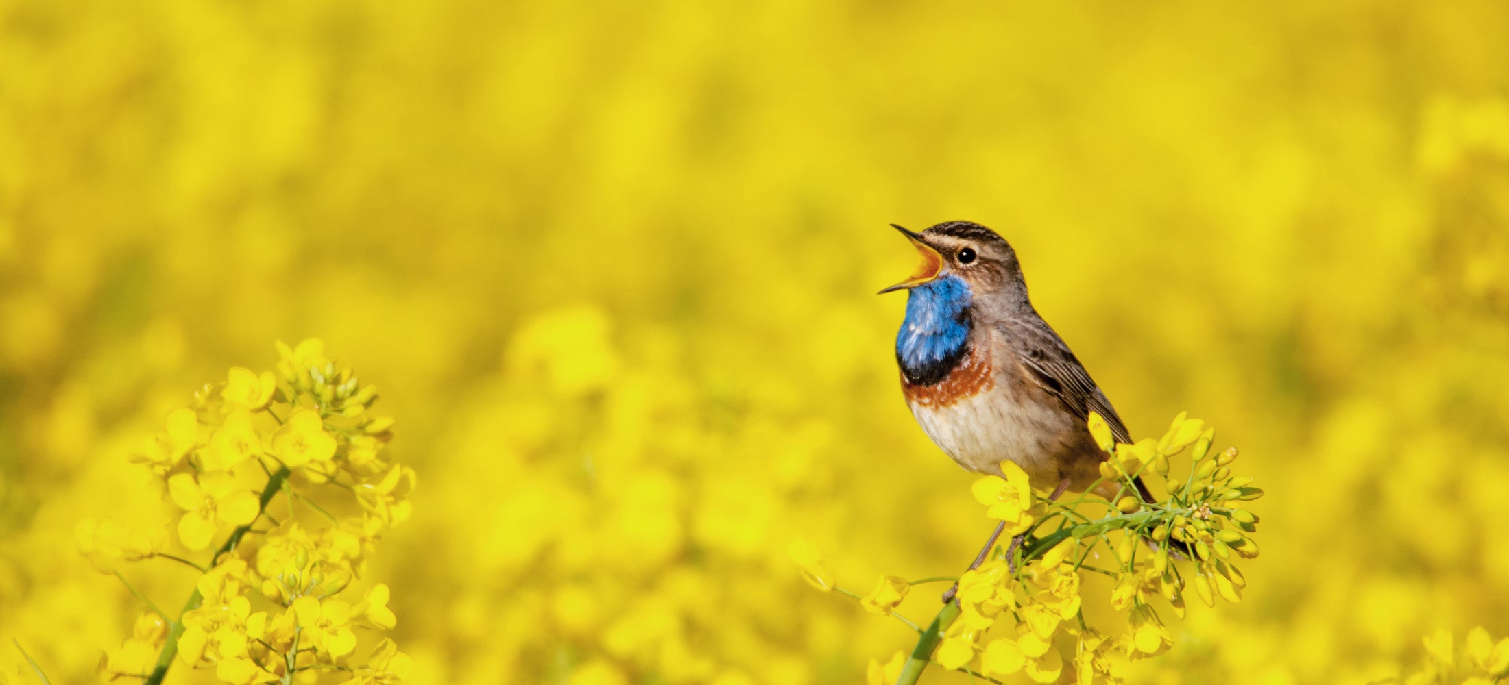 Blaukehlchen beim Singen auf einem Rapsfeld